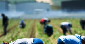 braccianti-agricoli