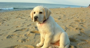 cani_spiaggia