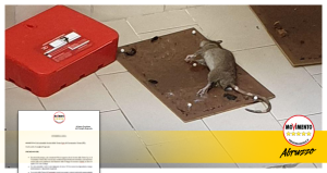 ratto_ospedale_vasto